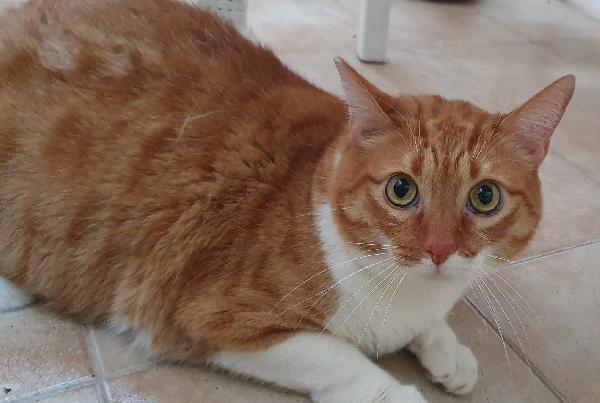 CICCIO e LUNA, maltrattati, cercano serenità Foto 2